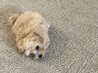 9 weeks old TeddyPoo puppy for sale. Designer breed.