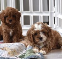 Cavapoo Puppies