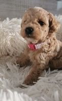 Fluffy cavapoo puppies