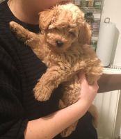 Fluffy cavapoo puppies