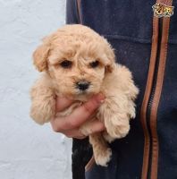 Cavapoo puppies