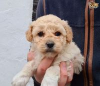 Cavapoo puppies