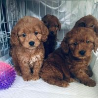 Cute Cavapoo puppies