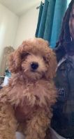 3 month old cavapoo