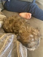 Cavabear puppy! 10wk male