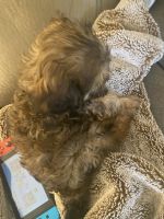 Cavabear puppy! 10wk male