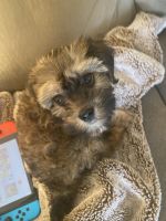 Cavabear puppy! 10wk male