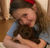 sweet cavapoo puppies for sale