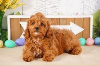 Adorable Cavapoo puppies ready