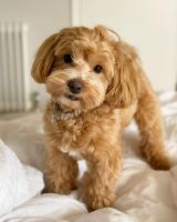 beautiful cavapoo