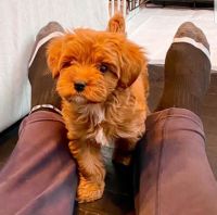 beautiful cavapoo