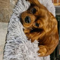 AKC Cavapoo Puppies For Adoption And Re-homing
