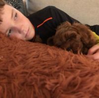 Cavapoo puppies for sale