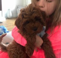 Cavapoo puppies for sale