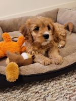 Male Cavapoo Puppy