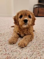 Male Cavapoo Puppy
