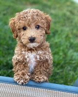 Cavapoo puupies for rehome
