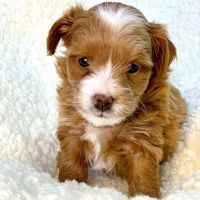 Cavapoo puupies for rehome