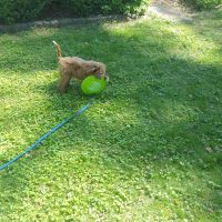 Cutest Cavapoo puppy ever