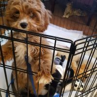 Cutest Cavapoo puppy ever