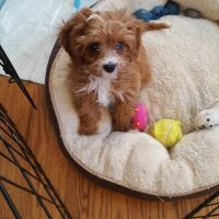 Cutest Cavapoo puppy ever