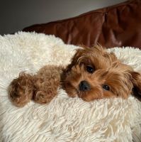 cavapoo puppies for sale $540 (Virginia)