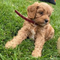 cavapoo puppies for sale $540 (Virginia)