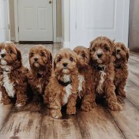 Stunning Red Cavapoo Babies From Health Tested Parents Available now