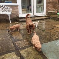 Adorable Cavapoo puppies