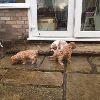 Adorable Cavapoo puppies