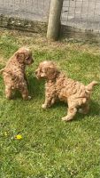 Extensively Health Tested Toy Cavapoo Puppies