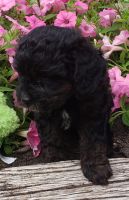 Adorable Cavapoos born May 16, 231 924 1***