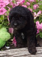 Adorable Cavapoos born May 16, 231 924 1***