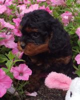 Adorable Cavapoos born May 16, 231 924 1***