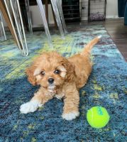 Cavapoo Puppies For Rehoming