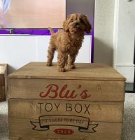 Cavapoo Puppies For Rehoming