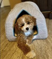 Adopt Cavapoo Puppies