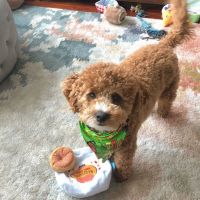 cavapoo puppies for adoption
