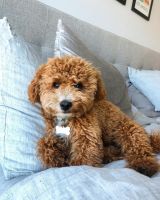 cavapoo puppies for sales