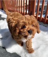 cavapoo puppies for sales