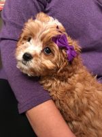 10weeks cavapoo puppies for rehoming