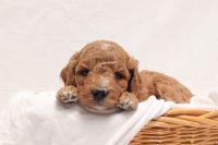 F1b Cavapoo Puppies