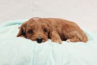 F1b Cavapoo Puppies