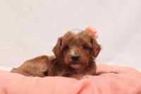 F1b Cavapoo Puppies