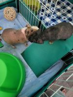 Cavy Rodents Photos