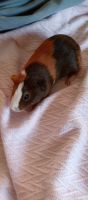 Cavy Rodents for sale in Sherman, TX, USA. price: $150