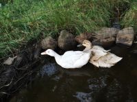 Cayuga Duck Birds for sale in Cove, OR 97824, USA. price: $45