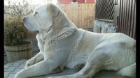 Central Anatolian Shepherd Puppies for sale in Anchorage, AK, USA. price: $550
