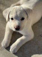 Central Asian Shepherd Puppies for sale in Los Angeles, California. price: $900