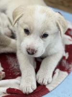 Central Asian Shepherd Puppies Photos